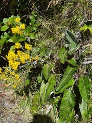 Senecio oerstedianus