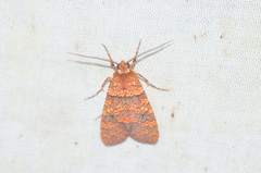 Baritius grandis
