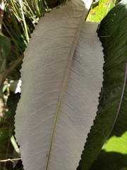 Senecio oerstedianus