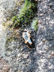 Harmonia axyridis