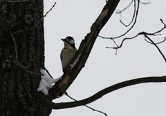 Dendrocopos major