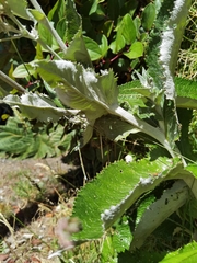 Senecio oerstedianus