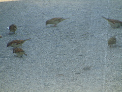 Passer domesticus