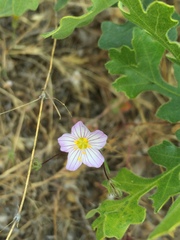Leptosiphon liniflorus