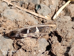 Oedaleus infernalis