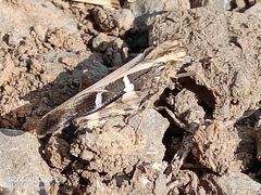 Oedaleus infernalis