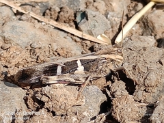 Oedaleus infernalis