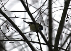 Cyanistes caeruleus
