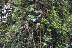 Passiflora trinervia