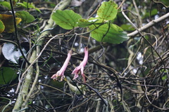 Passiflora trinervia
