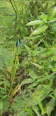 Graphium sarpedon luctatius