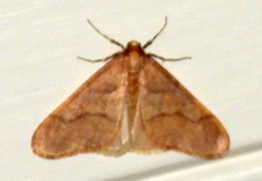 Erannis tiliaria
