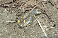 Ensatina eschscholtzii croceater