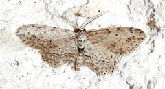 Pimaphera sparsaria