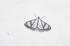 Glyphodes extorris