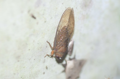 Eoscarta