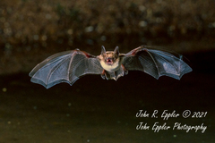 Myotis thysanodes