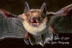 Myotis thysanodes