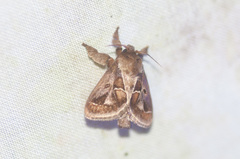 Euclea distrahens