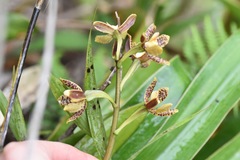 Prosthechea