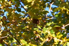 Andricus caputmedusae