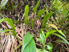 Pleurothallis lindenii