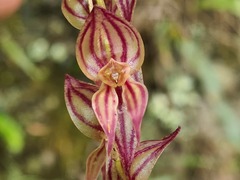 Pleurothallis lindenii