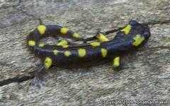 Ensatina eschscholtzii croceater