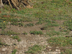 Passer domesticus