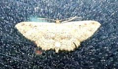 Cyclophora nanaria
