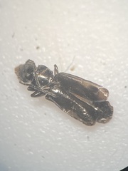 Microlestes major