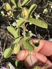 Passiflora santiagana