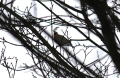 Coccothraustes coccothraustes
