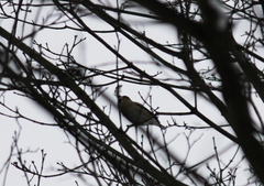 Coccothraustes coccothraustes