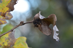 Andricus caputmedusae