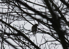 Coccothraustes coccothraustes
