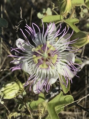Passiflora santiagana
