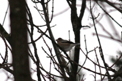 Coccothraustes coccothraustes