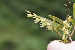 Epidendrum rugulosum