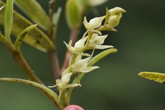 Epidendrum rugulosum