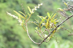 Epidendrum rugulosum