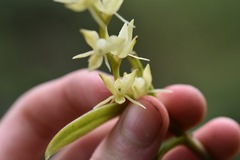 Epidendrum rugulosum