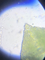 Fissidens bushii