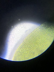 Fissidens bushii