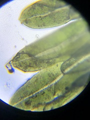 Fissidens bushii