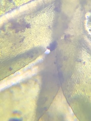 Fissidens bushii