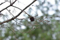 Andricus caputmedusae