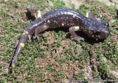 Ensatina eschscholtzii croceater
