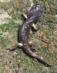 Ensatina eschscholtzii croceater