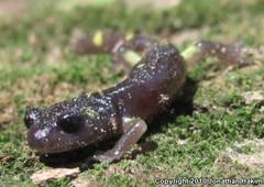 Ensatina eschscholtzii croceater